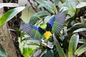 Green-headed Tanager, Itatiaia, Rio de Janeiro, Brazil, November 2006 - click for larger image