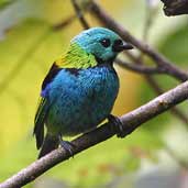 Green-headed Tanager, Ubatuba, São Paulo, Brazil, July 2002 - click for larger image