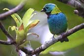 Green-headed Tanager, Ubatuba, São Paulo, Brazil, July 2002 - click for larger image