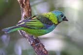 Green-headed Tanager, Ubatuba, São Paulo, Brazil, Aug 2002 - click for larger image