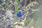 Blue-and-black Tanager, Guango Lodge, Ecuador, November 2019 - click for larger image