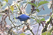 Blue-and-black Tanager, Guango Lodge, Ecuador, November 2019 - click for larger image