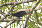 Opal-rumped Tanager, Sani Lodge, Ecuador, November 2019 - click for larger image