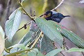 Silver-backed Tanager, Aguas Verdes, San Martin, Peru, October 2018 - click for larger image