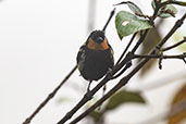 Silver-backed Tanager, Alto Nieva, San Martin, Peru, October 2018 - click for larger image