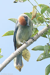 Scrub Tanager, La Virginia, Risaralda, Colombia, April 2012 - click for larger image