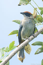 Scrub Tanager, La Virginia, Risaralda, Colombia, April 2012 - click for larger image