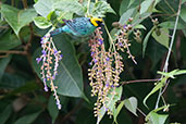 Saffron-crowned Tanager, Guango Lodge, Ecuador, November 2019 - click for larger image