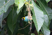 Saffron-crowned Tanager, Guango Lodge, Ecuador, November 2019 - click for larger image