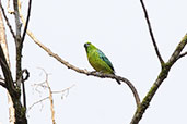 Yellow-bellied Tanager, Wildsumaco Lodge, Ecuador, November 2019 - click for larger image