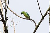 Yellow-bellied Tanager, Wildsumaco Lodge, Ecuador, November 2019 - click for larger image