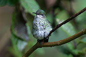 Many-spotted Hummingbird, Reserva Arena Branca, San Martin, Peru, October 2018 - click for larger image