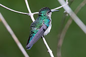 Many-spotted Hummingbird, Reserva Arena Branca, San Martin, Peru, October 2018 - click for larger image