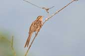 Striped Cuckoo, Carajás, Pará, Brazil, October 2005 - click for larger image