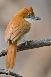 Female Great Antshrike, Itabagé, Ceará, Brazil, October 2008 - click for larger image