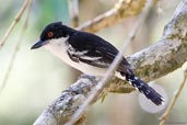 Male Great Antshrike, Serra de Baturité, Ceará, Brazil, October 2008 - click for larger image