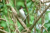 Male Great Antshrike, Roraima, Brazil, July 2001 - click for larger image