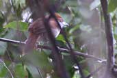 Female Great Antshrike, Chapada Diamantina, Bahia, Brazil, July 2002 - click for larger image