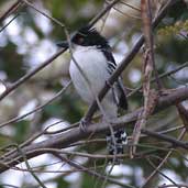 Male Great Antshrike, Chapada Diamantina, Bahia, Brazil, July 2002 - click for larger image