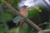 Ruddy-tailed Flycatcher, Guajará-Mirim, Rondônia, Brazil, March 2003 - click for larger image