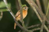 Ruddy-tailed Flycatcher, Palmarí, near Tabatinga, Amazonas, Brazil, September 2003 - click for larger image