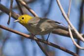 Yellow-headed Warbler, Soplillar, Zapata Swamp, Cuba, February 2005 - click on image for a larger view