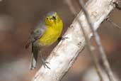 Oriente Warbler, Cayo Coco, Cuba, February 2005 - click on image for a larger view