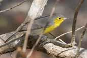 Oriente Warbler, Cayo Coco, Cuba, February 2005 - click on image for a larger view