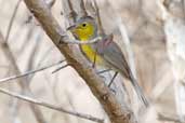 Oriente Warbler, Cayo Coco, Cuba, February 2005 - click on image for a larger view