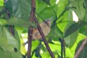 Female Orange-bellied Antwren, Jaqueira, Pernambuco, Brazil, March 2004 - click for larger image