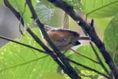 Female Orange-bellied Antwren, Jaqueira, Pernambuco, Brazil, March 2004 - click for larger image