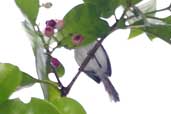 Female Orange-bellied Antwren, Jaqueira, Pernambuco, Brazil, March 2004 - click for larger image