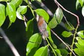 Female Ash-winged Antwren, INPA Tower near Manaus, Amazonas, Brazil, August 2004 - click for larger image