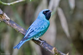 Male Swallow Tanager, Itatiaia, Rio de Janeiro, Brazil, November 2008 - click for larger image