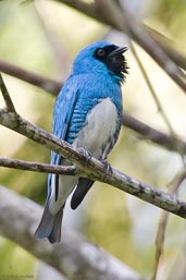 Male Swallow Tanager, Itatiaia, Rio de Janeiro, Brazil, November 2008 - click for larger image