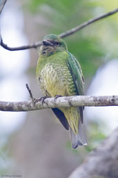 Female Swallow Tanager, Itatiaia, Rio de Janeiro, Brazil, November 2008 - click for larger image