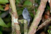 Male White-shouldered Antshrike, Borba, Amazonas, Brazil, August 2004 - click for larger image