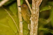 Female White-shouldered Antshrike, Tamandaré, Pernambuco, Brazil, October 2008 - click for larger image