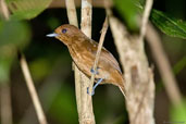 Female White-shouldered Antshrike, Tamandaré, Pernambuco, Brazil, October 2008 - click for larger image