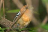 Female Amazonian Antshrike, River Javarí, Peru, September 2003 - click for larger image