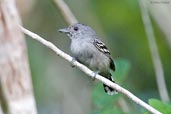 Male Sooretama Slaty-Antshrike, Porto Seguro, Bahia, Brazil, November 2008 click for larger image