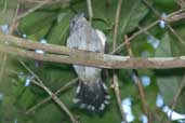 Male Sooretama Slaty Antshrike, Linhares, Espírito Santo, Brazil, March 2004 - click for larger image