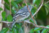 Male Sooretama Slaty Antshrike, Linhares, Espírito Santo, Brazil, March 2004 - click for larger image