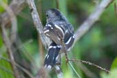 Male Sooretama Slaty Antshrike, Linhares, Espírito Santo, Brazil, March 2004 - click for larger image