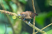 Black-crowned Antshrike, Ecuador, November 2019 - click for larger image