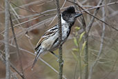 Collared Antshrike, Chaparri, Lambayeque, Peru, October 2018 - click for larger image