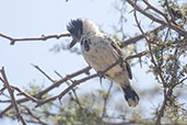 Collared Antshrike, Bosque de Pomac, Lambayeque, Peru, October 2018 - click for larger image