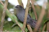 Male  Cinereous Antshrike, Carajás,
	Pará, Brazil October
	 2005 - click for larger image