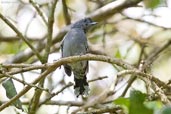 Male Variable Antshrike, Serra de Baturité, Ceará, Brazil, October 2008 - click for larger image