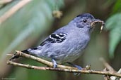 Male Variable Antshrike, Teresópolis, Rio de Janeiro, Brazil, November 2008 - click for larger image